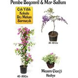 Pembe Begonvil Çiçeği+Mor Salkım Ağacı Fidanı Mezem Çiçeği Hediyeli Bahçe Peyzaj Seti