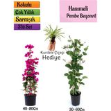 Pembe Begonvil+Kokulu Hanımeli Çiçeği+Kurdele Çiçeği Hediyeli 3'lü Peyzaj Seti