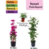 Pembe Begonvil+Kokulu Hanımeli Çiçeği+Tül Kuşkonmaz Hediyeli 3'lü Peyzaj Seti