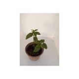 Pembe Benek Fittonia Hostes Çiçeği Fidanı 10-20 Cm
