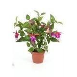 Pembe Beyaz Fuchsia Küpe Küpeli Çiçegi Fidanı 10-20 cm