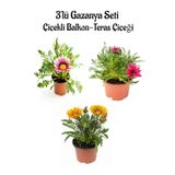 Pembe Beyaz-Pembe- Sarı Renk Gazanya Çiçeği 3 Adet Saksılı 10-20Cm Teras Çiçeği, SRD03022025BYB87