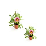Pembe Beyaz Renk Gazanya Çiçeği 2 Adet Saksılı(10-20Cm) Bahçe Balkon Çiçeği, BTS0101NA1325