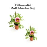 Pembe Beyaz Renk Gazanya Çiçeği 2 Adet Saksılı(10-20Cm) Bahçe Balkon Çiçeği, SRD03022025BYB146