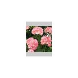 Pembe Beyaz Sakız Sardunya Çiçeği Fidanı 10-20 Cm