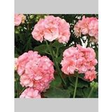Pembe Beyaz Sakız Sardunya Çiçeği Fidanı 10Cm-30Cm