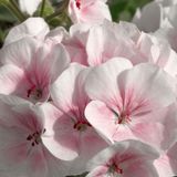 Pembe - Beyaz Sardunya ( 10 Tohum )