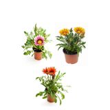 Pembe Beyaz-Sarı-Kırmızı Renk Gazanya Çiçeği 3 Adet Saksılı 10-20Cm Balkon Çiçeği, BTS04062025BYB226