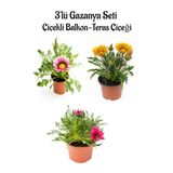 Pembe Beyaz-Sarı-Pembe Renk Gazanya Çiçeği 3 Adet Saksılı 10-20Cm Balkon Çiçeği