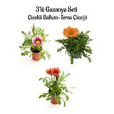 Pembe Beyaz-Turuncu-Kırmızı Renk Gazanya Çiçeği 3 Adet Saksılı 10-20Cm Teras Çiçeği