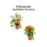 Pembe Beyaz-turuncu Sarı Gazanya Çiçeği 2 Adet Saksılı 10-20cm Bahçe Balkon Çiçeği