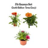 Pembe Beyaz-Turuncu-Turuncu Sarı Renk Gazanya Çiçeği 3 Adet Saksılı 10-20Cm Teras Çiçeği, BTS0101NA1318