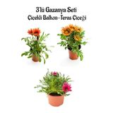 Pembe Beyaz-Turuncu-Turuncu Sarı Renk Gazanya Çiçeği 3 Adet Saksılı 10-20Cm Teras Çiçeği, SRD03022025BYB84