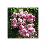 Pembe Beyaz Yediveren Sarmaşık Ponpon Gül Fidanı 10-20 Cm