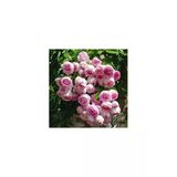 Pembe Beyaz Yediveren Sarmaşık Ponpon Gül Fidanı 10-20 Cm