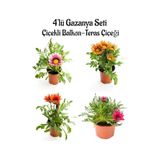 Pembe Beyaz+turuncu+kırmızı+koyu Pembe Gazanya Çiçeği 4 Adet Saksılı 10-20cm