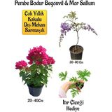 Pembe Bodur Begonvil+Mor Salkım Ağacı Fidanı Itır Çiçeği Hediyeli Bahçe Peyzaj Seti
