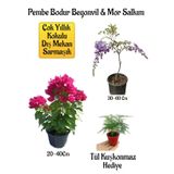 Pembe Bodur Begonvil+Mor Salkım Ağacı Fidanı Tül Kuşkonmaz Hediyeli Bahçe Peyzaj Seti