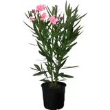 Pembe Çalı Zakkum Fidanı 40-60 Cm