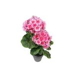 Pembe Çan Çiçeği Tohumu Ekim Seti Kadeh Çiçeği Tohumu 10 Tohum Saksı Toprak Kombin