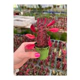 Pembe Çiçek Evi Süt Ağacı Kaktüs - Euphorbia Trigona Rubra
