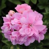 Pembe Çiçekli Grandeu İvy Pink Sakız Sardunya Çiçeği Fidesi