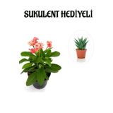Pembe Çiçekli Kaktüs Milli Dikenler Tacı Sevgililer Gününe Özel Sukulent Hediyeli, SRD30012025BYB657