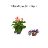 Pembe Çiçekli Milli Dikenler Tacı Kaktüs Sevgililer Gününe Özel Telgraf Hediyeli, BTS001NU020203