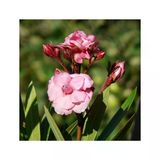 Pembe Çiçekli Zakkum Fidanı 10-20 Cm