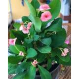 Pembe Dikenler Tacı 10-20 Cm Japon Iğnesi Euphorbia Milii