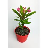 Pembe dikenler tacı büyük boy Euphorbia Mili nadir bulunan spiral dikenli 12 cm kırmızı saksıda