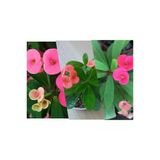 Pembe Dikenler Tacı Çiçeği Fidanı 10-20 Cm