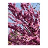 Pembe Erguvan Ağacı Fidanı 1 Adet Saksılı/tüplü 50-70cm( Pink Cercis)