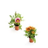 Pembe Gazanya 2 Adet+Turuncu Sarı Gazanya 2 Adet Saksılı 10-20Cm Balkon Bitkisi, BTS0101NA1350
