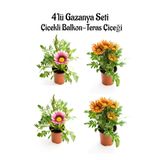 Pembe Gazanya 2 Adet+Turuncu Sarı Gazanya 2 Adet Saksılı 10-20Cm Balkon Bitkisi, SRD03022025BYB39