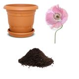 Pembe Gelincik Çiçeği Tohumu Ekim Seti