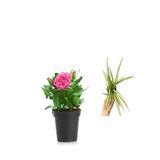 Pembe Gül (10-15 Cm)+(5-10 Cm) Kurdela Çiçeği Hediyeli Saksılı Dış Mekan Bitkisi, SRD04022025BYB464