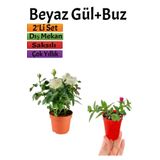 Pembe Gül Fidanı (10-20 Cm)+ Yer Örtücü Buz Çiçeği Dış Mekan Bitkileri, SRD04022025BYB468