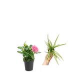 Pembe Gül Fidanı+ Kurdele Çiçeği (10-20 Cm) Saksılı Dış Mekan Bitkileri, BTSNU2102202428