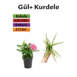Pembe Gül Fidanı+ Kurdele Çiçeği (10-20 Cm) Saksılı Dış Mekan Bitkileri, SRD04022025BYB481