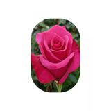 Pembe Gül Fidanı Yediveren Kokulu 10-20 Cm