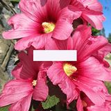 PEMBE HATMI ÇİÇEĞİ TOHUMU