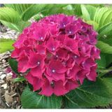 Pembe Hydrangea Mocnophylla Ortanca Çiçeği, Ortanca Fidanı
