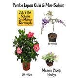 Pembe Japon Gülü Çiçeği+Mor Salkım Ağacı Fidanı Mezem Çiçeği Hediyeli Bahçe Peyzaj Seti