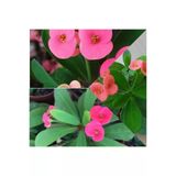 Pembe Japon Iğnesi Dikenler Tacı Euphorbia Milii Fidanı 10-20 cm