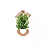 Pembe Kalanchoe Çiçeği Fidanı (Kalanşo) Pembe 10-20 Cm