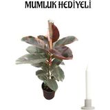 Pembe Kauçuk Bitkisi Sevgililer Gününe Özel Mumluk Hediyeli Salon Ofis Bitkisi