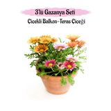 Pembe-Kırmızı-Sarı Renk Gazanya Çiçeği 3 Adet Saksılı 10-20Cm Balkon Çiçeği, BTS0101NA1321