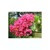 Pembe Kokulu Oya Ağacı Fidanı 40-60 Cm