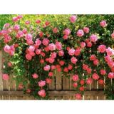 Pembe Kokulu Sarmaşık Gül Fidanı yediveren - Tüplü \ 100 Cm